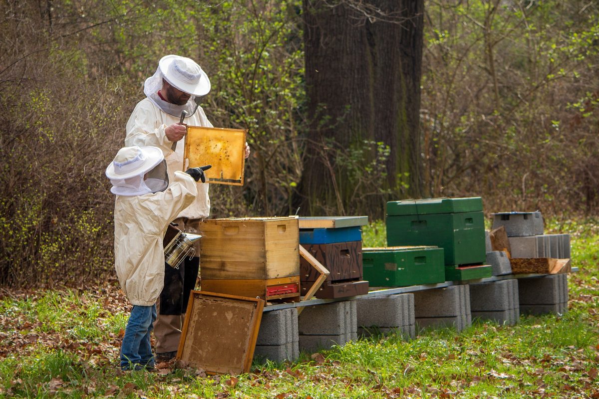 Bienenbeute