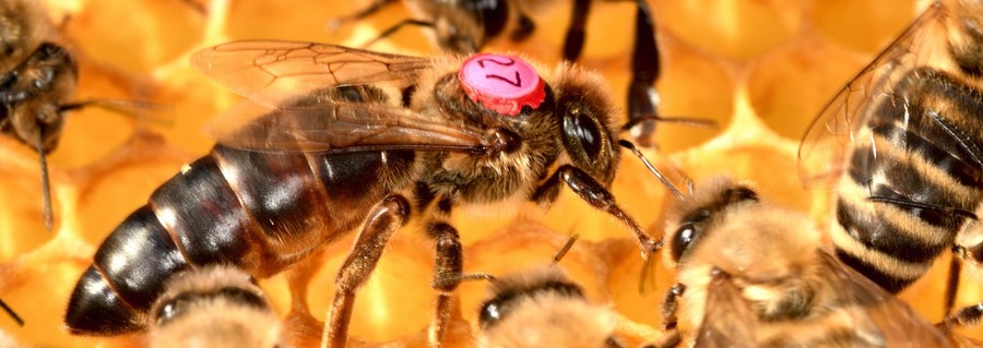 Bienenkönigin